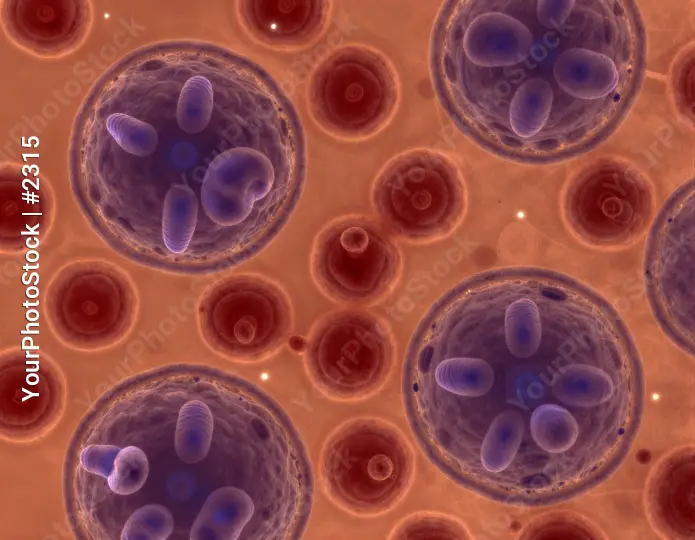 Microscopic Blood Cells in Circular Pattern microscope