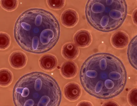 Microscopic Blood Cells in Circular Pattern microscope