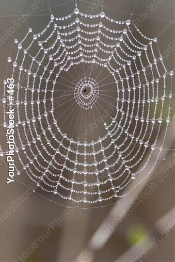 Spider Web with Water Droplets Close-Up intricate
