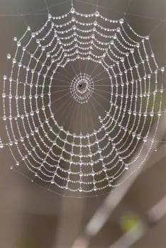 Spider Web with Water Droplets Close-Up intricate
