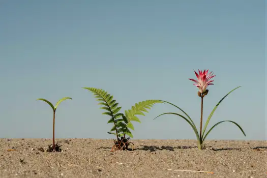 Three Small Plants in Dry Landscape barren rocky