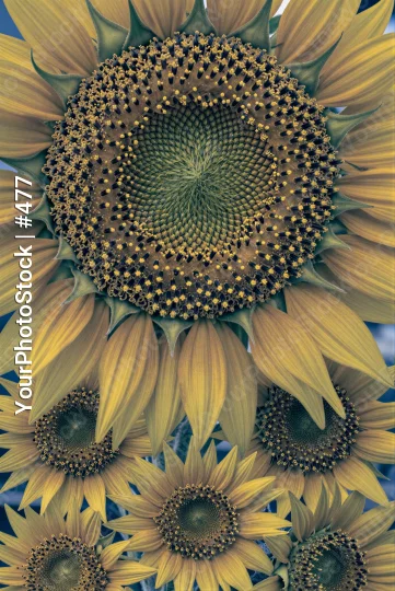 Sunflower Close-Up with Blue Sky yellow petals