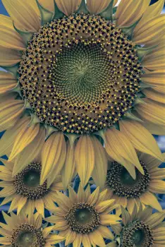 Sunflower Close-Up with Blue Sky yellow petals