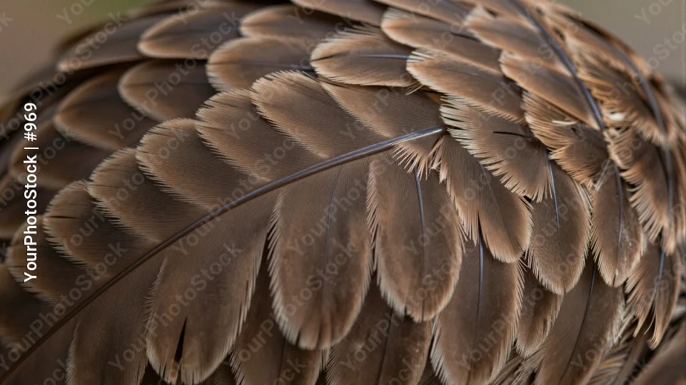 Close-up of Bird Feathers in Radial Pattern feather detail