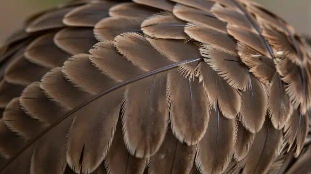 Close-up of Bird Feathers in Radial Pattern feather detail