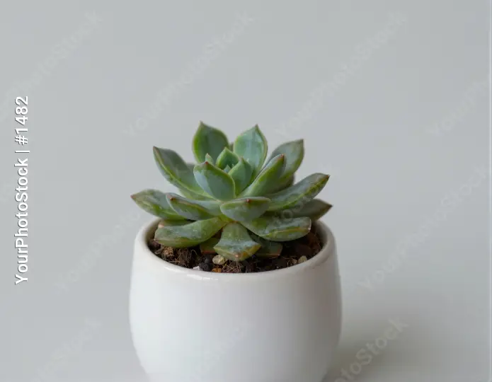 Small Succulent Plant in White Ceramic Pot white background