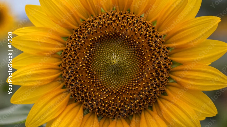 Close-up of Sunflower with Densely Packed Seeds