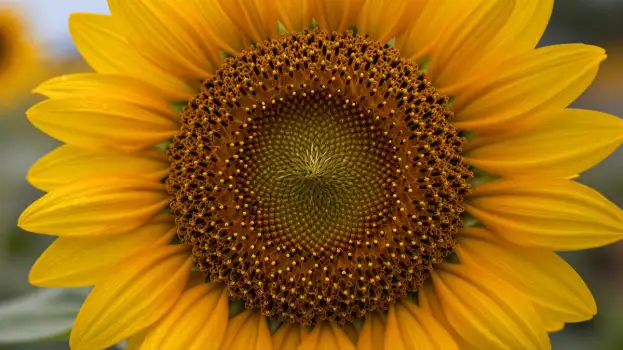Close-up of Sunflower with Densely Packed Seeds