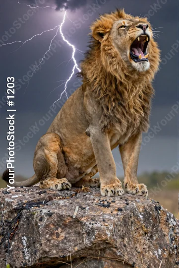 Powerful Lion Roaring on Rock moss lightning strength