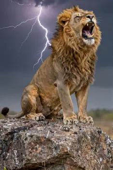 Powerful Lion Roaring on Rock moss lightning strength