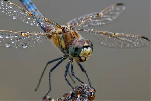 Dragonfly Resting on Twig natural setting close-up