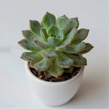 Unique Fan-shaped Succulent in White Pot green