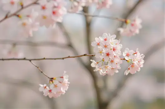 Pink Flowers Blooming on Tree Branch close-up