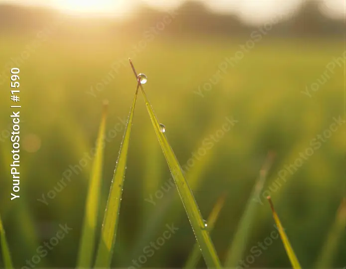 Vibrant Green Grass with Water Droplets in Sunlight