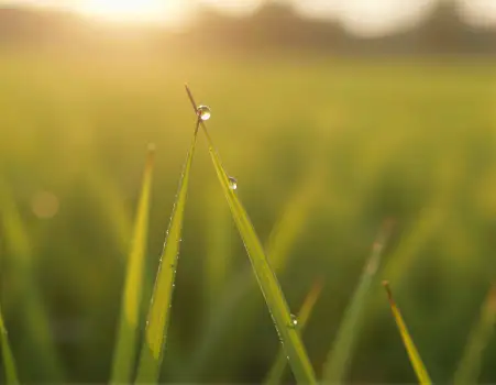Vibrant Green Grass with Water Droplets in Sunlight