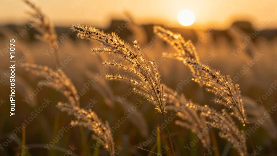 Golden Brown Grass Swaying in Sunset serene nature