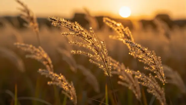 Golden Brown Grass Swaying in Sunset serene nature