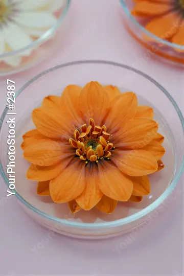Close-up of Orange Flower in Glass Bowl petals