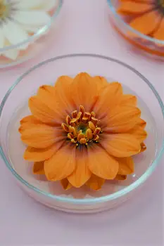 Close-up of Orange Flower in Glass Bowl petals