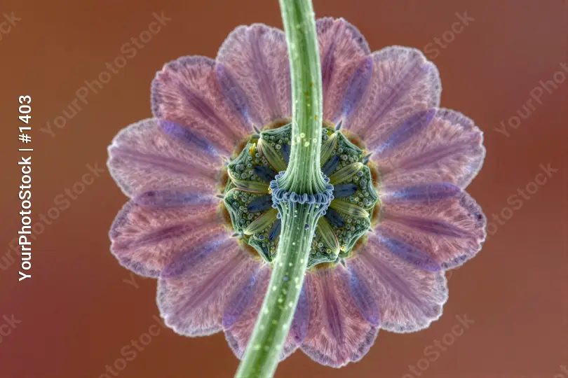 Purple Flower Close-Up with Green Stem microscopic