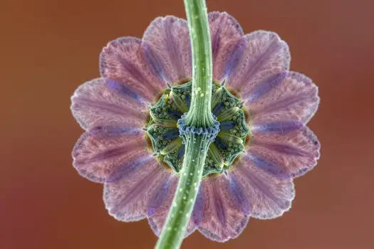 Purple Flower Close-Up with Green Stem microscopic