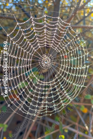 Intricate Spider Web Covered in Water Droplets