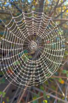 Intricate Spider Web Covered in Water Droplets