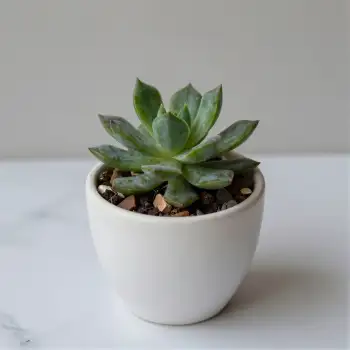 Unique Succulent in White Pot on Marble unique shape