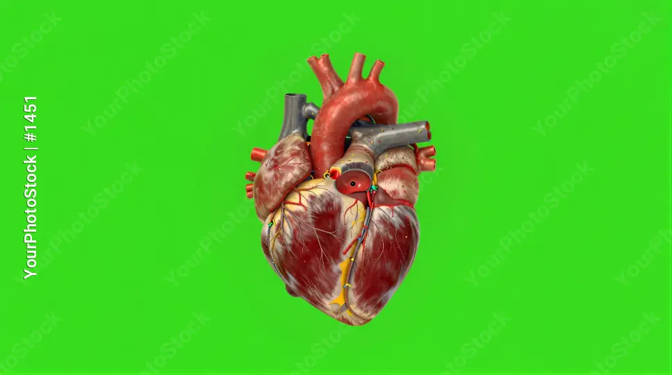 3D Rendered Human Heart with Valves and Vessels