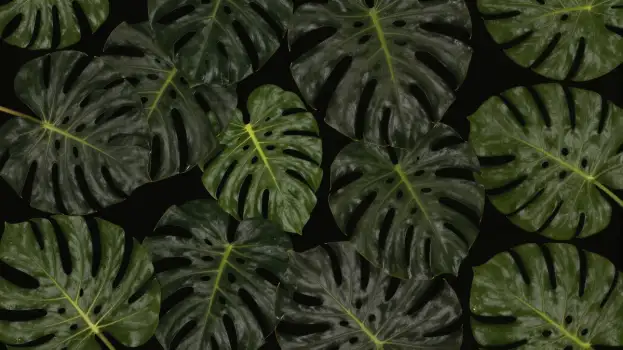 Dark Green Leaves Pattern design