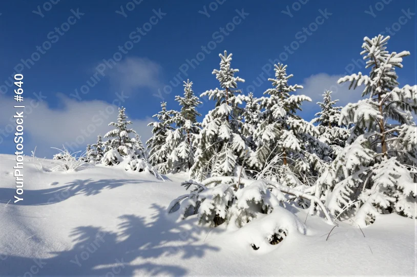 Winter Landscape with Snowy Trees and Clear Sky