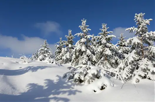 Winter Landscape with Snowy Trees and Clear Sky