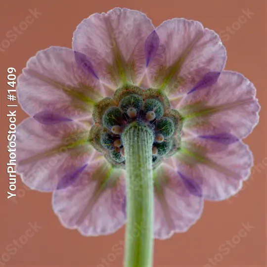 Pink Flower Close-Up with Green Stem petals layers