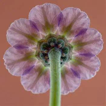 Pink Flower Close-Up with Green Stem petals layers