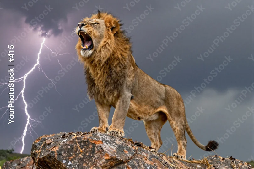Lion on Rock Roaring powerful nature wildlife