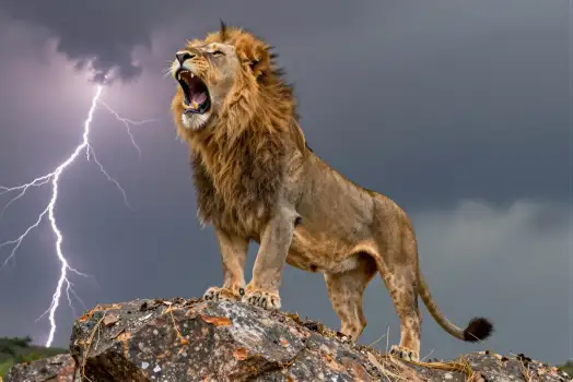 Lion on Rock Roaring powerful nature wildlife