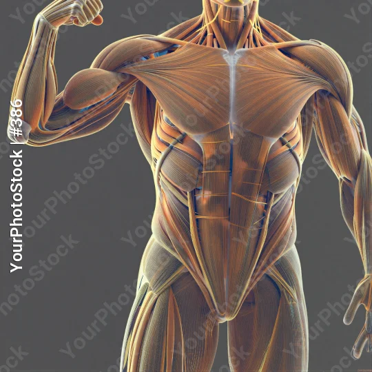 Muscular Man Flexing Upper Body in 3D muscle highlighted