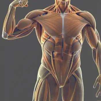 Muscular Man Flexing Upper Body in 3D muscle highlighted