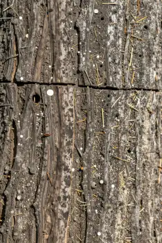 Weathered Tree Trunk with Moss and Lichen close-up