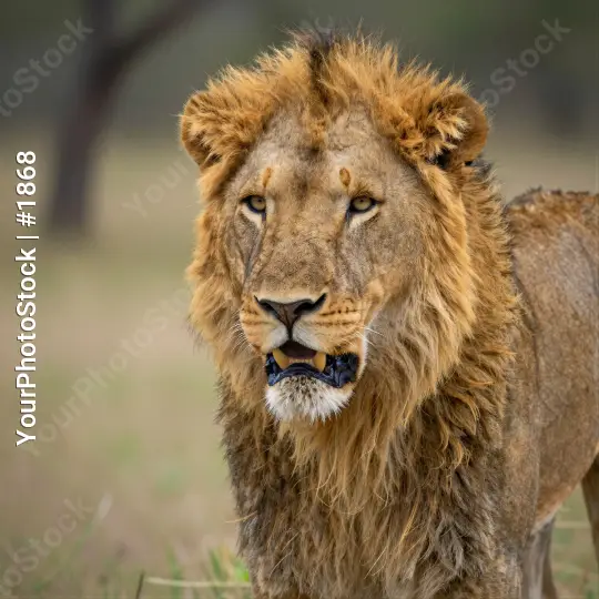Male Lion Roaring in Grass Field wildlife portrait
