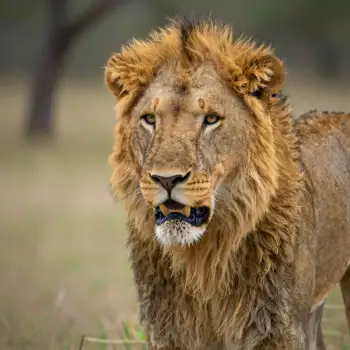 Male Lion Roaring in Grass Field wildlife portrait