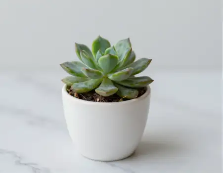 Minimalist Succulent Plant in White Pot ceramic