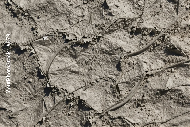 Rough Rocky Surface with Plants in Black and White Plaster