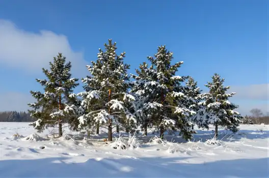 Snow-covered Christmas Trees in Field winter green needles