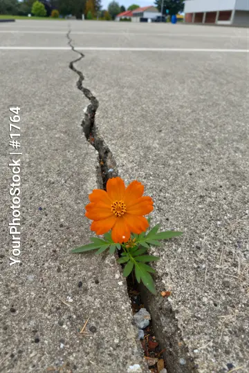 Crack in Concrete Pavement Blooming Orange Flower