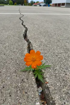 Crack in Concrete Pavement Blooming Orange Flower