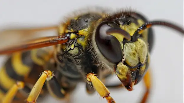 Close-up of a Wasp's Head and Abdomen insect yellow