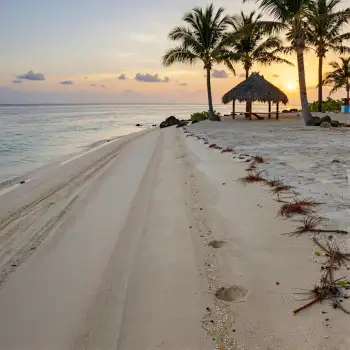 Sunset Beach with Palm Trees and Thatched Hut