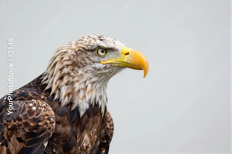 Bald Eagle Close-Up Portrait wildlife bird powerful