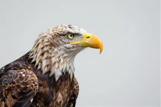 Bald Eagle Close-Up Portrait wildlife bird powerful